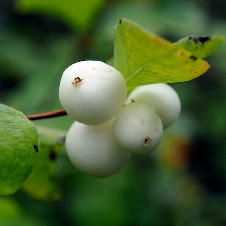 Symphoricarpos albus