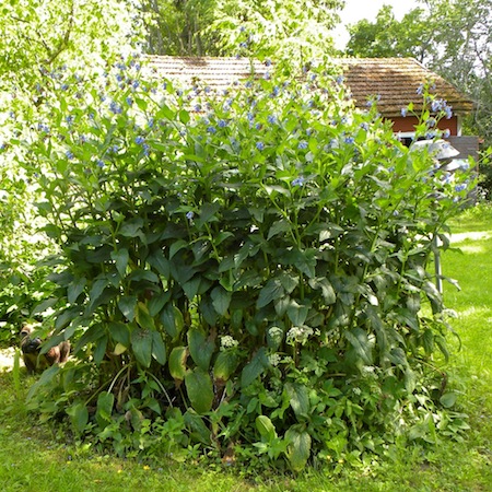 symphytum asperum