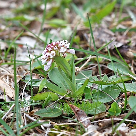 thlaspi caerulescens