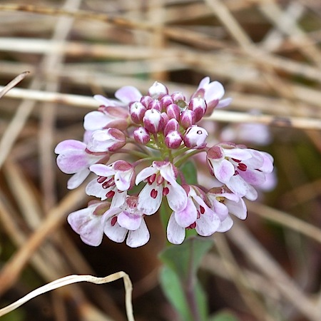 thlaspi caerulescens