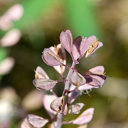 thlaspi caerulescens