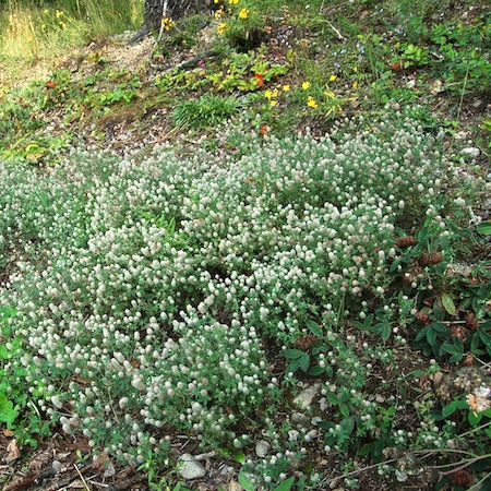 trifolium arvense