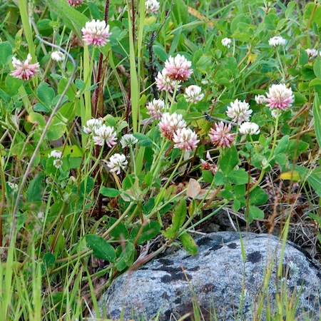 trifolium hybridum