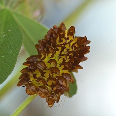trifolium spadiceum