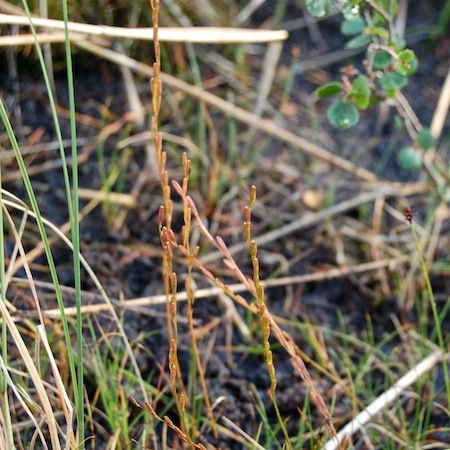 triglochin palustris