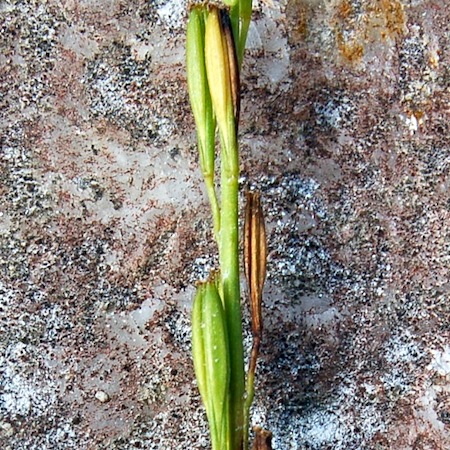 triglochin palustris