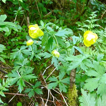 trollius europaeus