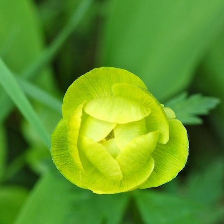 trollius europaeus