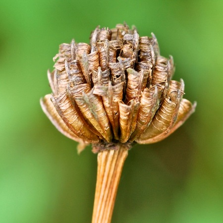 trollius europaeus