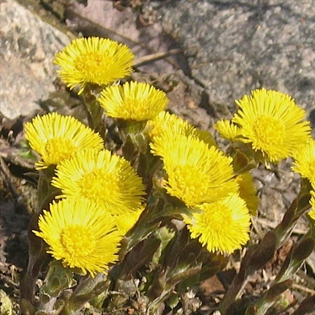 tussilago farfara