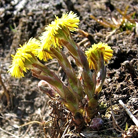 tussilago farfara