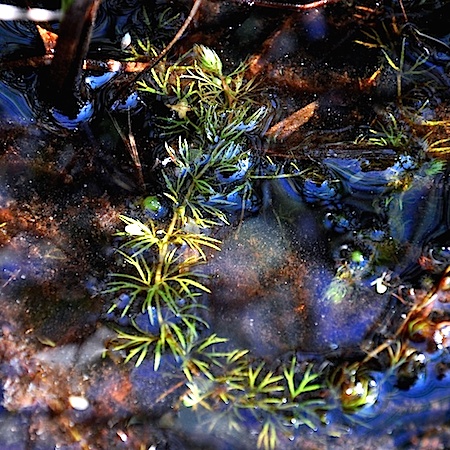 Utricularia ochroleuca