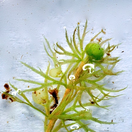 Utricularia ochroleuca