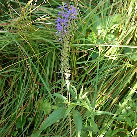 veronica longifolia