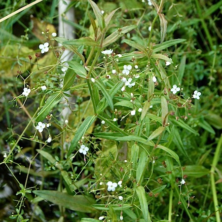 veronica scutellata