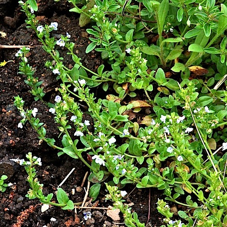 veronica serpyllifolia