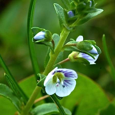 veronica serpyllifolia