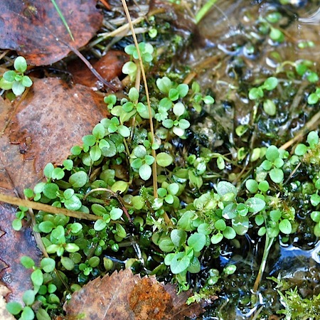 veronica serpyllifolia
