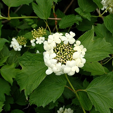 viburnum opulus