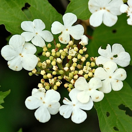 viburnum opulus