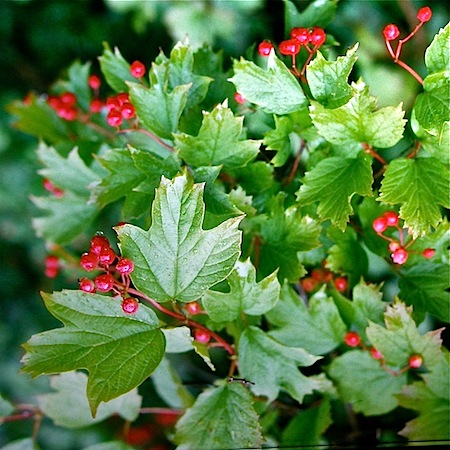 viburnum opulus