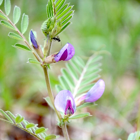 Vicia sativa