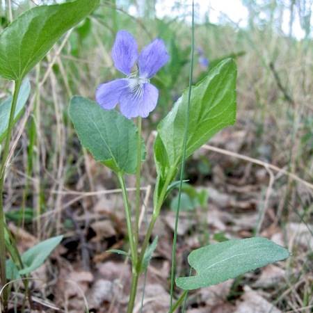 viola canina