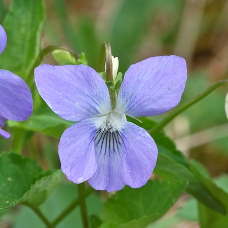 viola canina