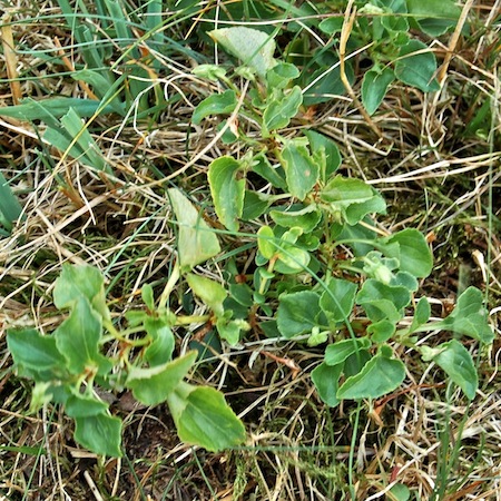viola canina ssp. canina