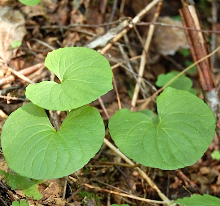 viola x ruprechtiana