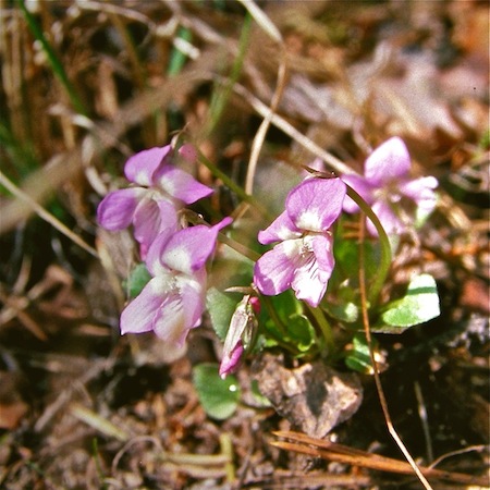 viola rupestris