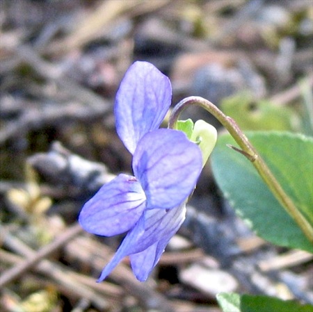 viola rupestris