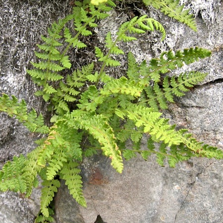 woodsia ilvensis