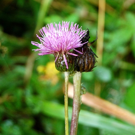 cirsium helenioides