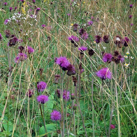 Cirsium helenioides