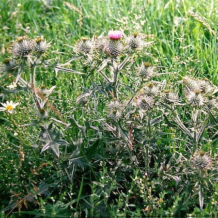 cirsium vulgare