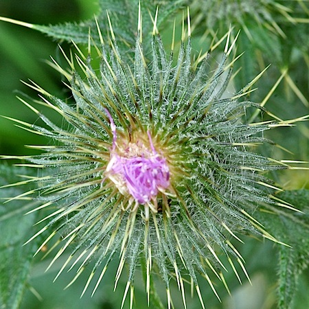 cirsium vulgare