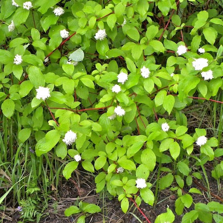 cornus alba