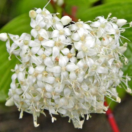 cornus alba