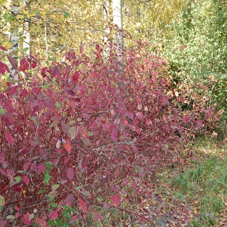 cornus alba