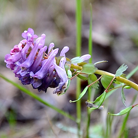 Corydalis solida