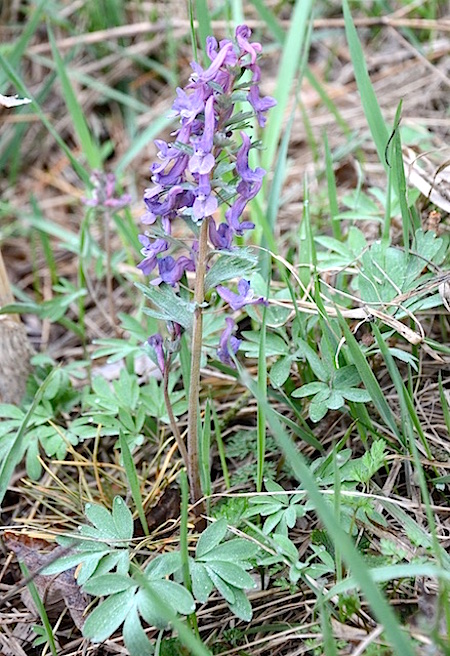 Corydalis solida