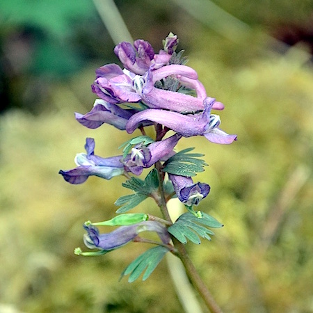 Corydalis solida