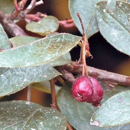 cotoneaster lucidus