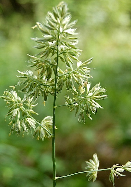 dactylis glomerata