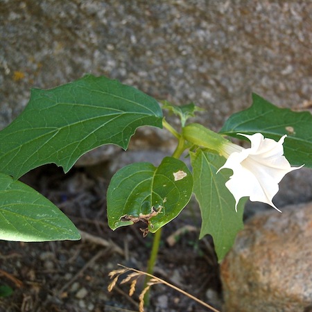 datura stramonium