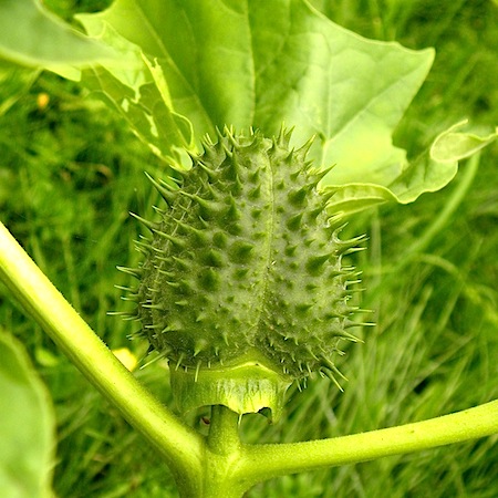 datura stramonium