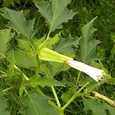 datura stramonium