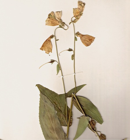 digitalis grandiflora