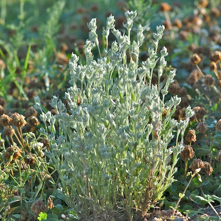 filago arvensis